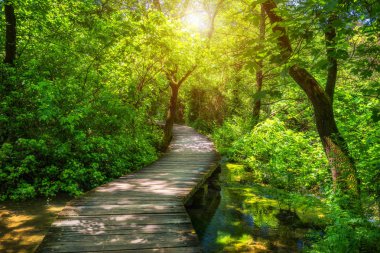 Krka ulusal parkının derin yeşil ormandaki ahşap patikası. Krka Ulusal Parkı, Hırvatistan, Avrupa 'nın renkli yaz manzarası. Krka ulusal parkı şelaleleri yakınlarındaki sık ormandan geçen ahşap yol..