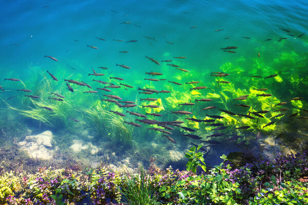 Waterfalls Krka, National Park, Dalmatia, Croatia. View of Krka National Park, Roski Slap location, Croatia, Europe. Beautiful world of Mediterranean countries. Traveling concept background.