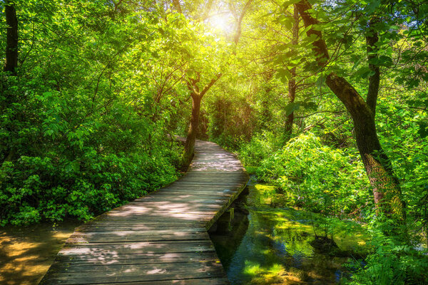 Krka national park wooden pathway in the deep green forest. Colorful summer scene of Krka National Park, Croatia, Europe. Wooden pathway trough the dense forest near Krka national park waterfalls.