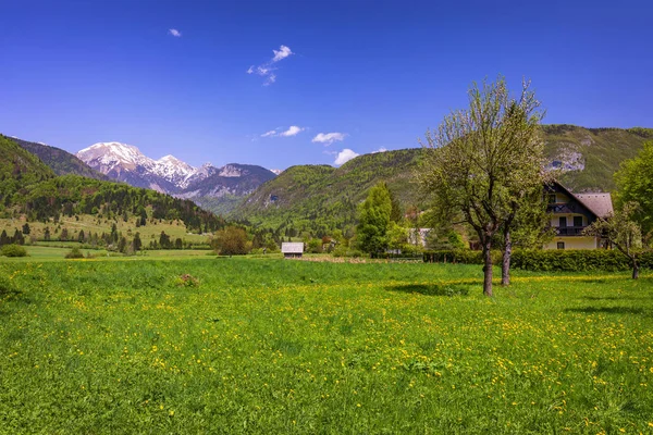 Landskapsutsikt Över Timrad Lantlig Stuga Grön Äng Omgiven Grön Skog — Stockfoto