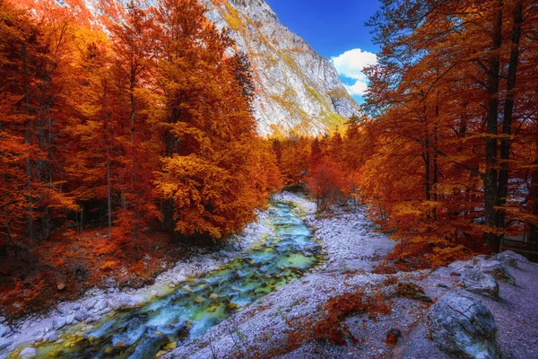 Nádherná, pestrá podzimní krajina s potokem a lesem v — Stock fotografie
