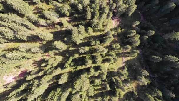 Smukke mount Catinaccio (også kendt som Rosengarten) fra Passo Costalunga. Dolomitterne, Sydtyrol, Italien. Catinaccio (Rosengarten-gruppen), bjerge i italienske alper, Sydtyrol – Stock-video