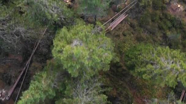 Déforestation. Vue aérienne par drone de la forêt détruite. Déforestation sur le versant montagneux. Plan en haut vers une zone déboisée sur les montagnes. tronc d'arbre fraîchement haché dans une forêt . — Video