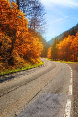 Sonbahar ormanı. Gün batımında kır yolu ile güzel bir orman. Albay