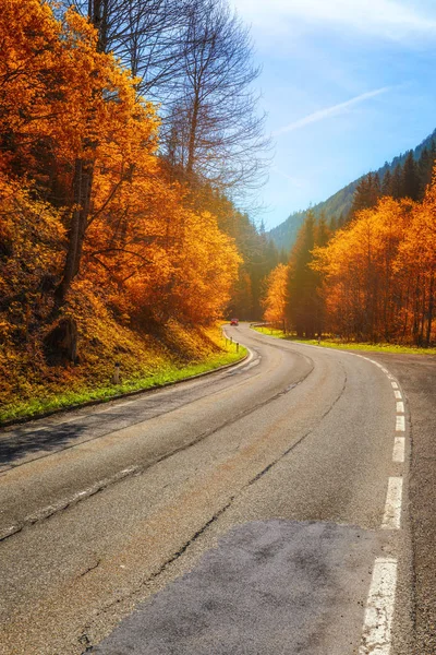 Sonbahar ormanı. Gün batımında kır yolu ile güzel bir orman. Albay