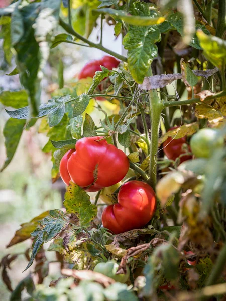 Летом на ветках растут красные и зеленые помидоры. Спелые помидоры — стоковое фото