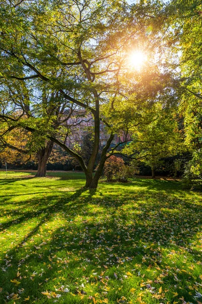 Árbol de paisaje otoñal con hojas doradas en otoño y rayos de sol . — Foto de Stock