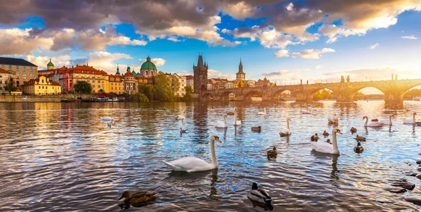 Widok Most Karola Pragi Pobliżu Wełtawy Łabędź Rzece Łabędzie Pływają — Zdjęcie stockowe