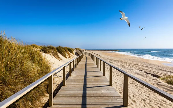 Wooden path at Costa Nova d\'Aveiro, Portugal, over sand dunes with ocean view and seagulls flying over Praia da Barra. Wooden footbridge of Costa Nova beach in a sunny day. Aveiro, Portugal.