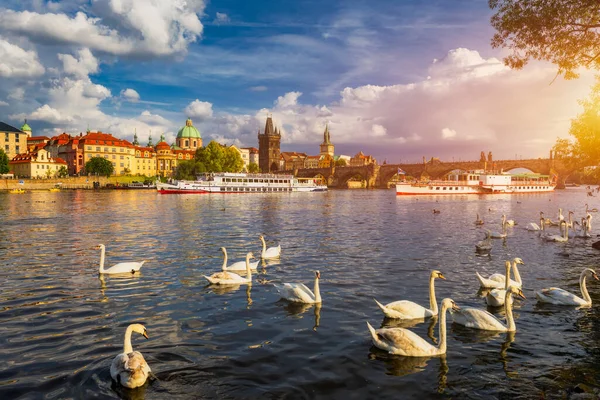 Blick Auf Die Karlsbrücke Der Nähe Der Moldau Schwan Auf — Stockfoto