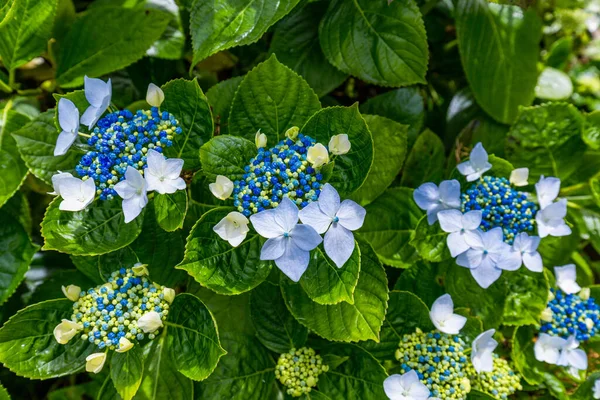 Blauwe Witte Hortensia Azoren Azoren Portugal Blauwe Hortensia Van Azoren — Stockfoto