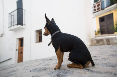 Bir güzel şirin homemade köpek sokak, nerede kırmızımsı beyaz evler üzerinde oturur.