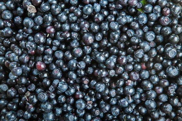 Spousta Borůvek Berry Pozadí Přírodní Organické Sklizeň — Stock fotografie