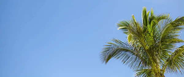 Tropics Green Palm Tree Background Clean Blue Sky — Stock Photo, Image