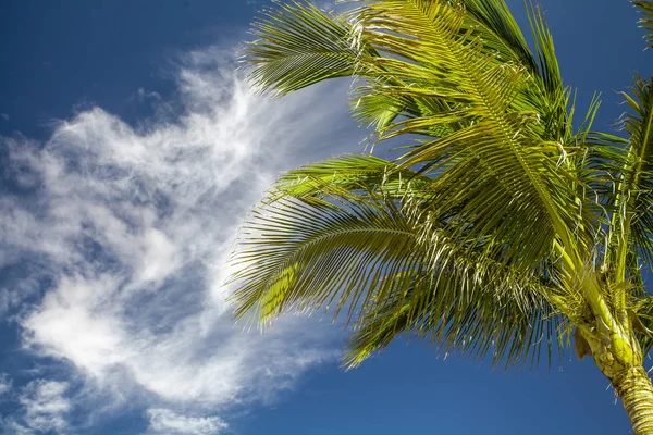 Tropical tree against the sky.