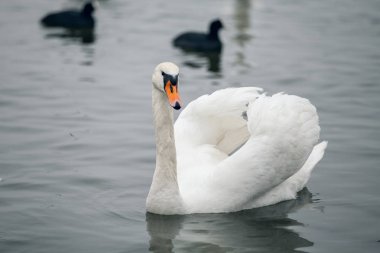 Büyük kuş uzun, eğri boyun.