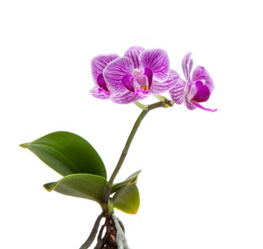 Güzel bahar ihale orkide çiçek yakın çekim.