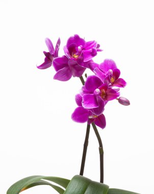 Güzel bahar ihale orkide çiçek yakın çekim.