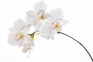 Güzel bahar ihale orkide çiçek yakın çekim.