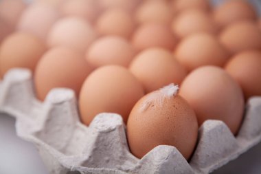 Karton bir kutuda tam bir tavuk yumurtası..