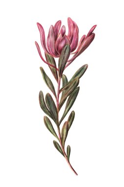 Elle çizilmiş kroki safari günbatımı protea Şubesi