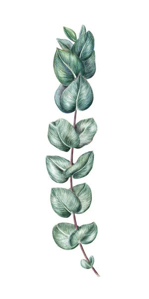 Dibujo a mano, boceto de rama de eucalipto, ramita — Foto de Stock