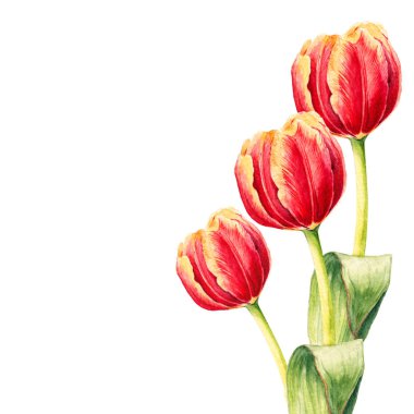 Üç gerçekçi suluboya lale. Botanik illustra el çekilmiş
