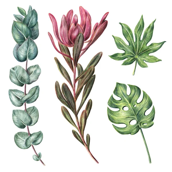 Monstera, aralia Pálma levél, protea és eukaliptusz — Stock Fotó