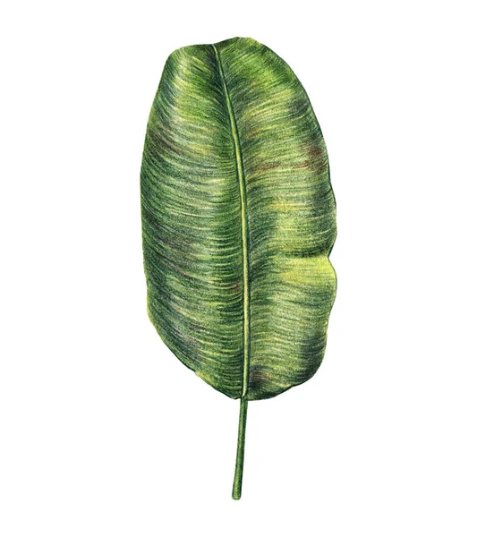 Hoja Tropical Exótica Palmera Plátano Dibujada Mano Con Lápices Colores —  Fotos de Stock