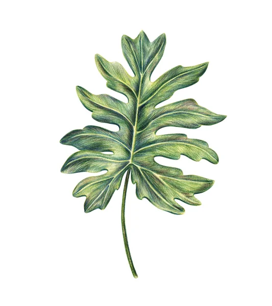 モンステラ フィロデンドロン 手描きの色鉛筆で 白い背景で隔離のラスター図のエキゾチックな熱帯の葉 手描きのモンステラ ヤシの葉 植物イラストの — ストック写真