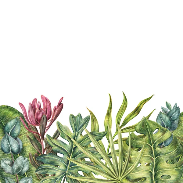 Frontera tropical con protea, eucalipto, hojas de palmeras — Foto de Stock