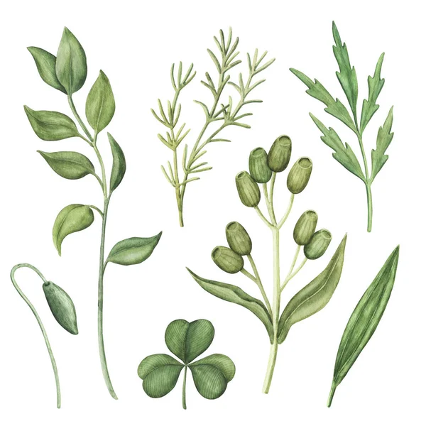 Set von Aquarellgrün, grünen Kräutern und Pflanzen — Stockfoto