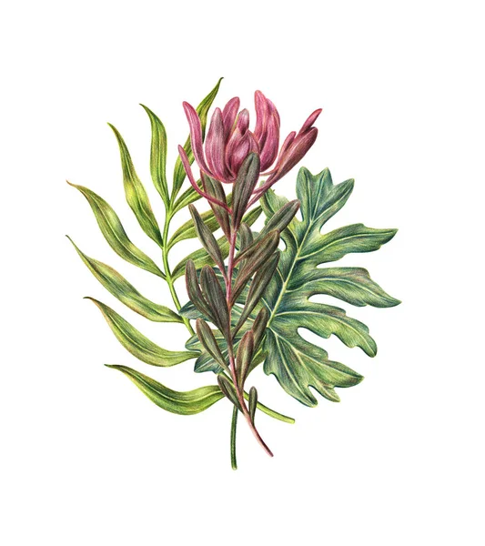 Floral samenstelling van palmbladeren en roze protea — Stockfoto