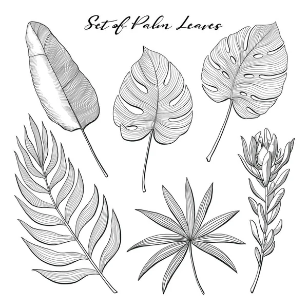 Conjunto de folhas de palma desenhadas à mão e flor de protea —  Vetores de Stock