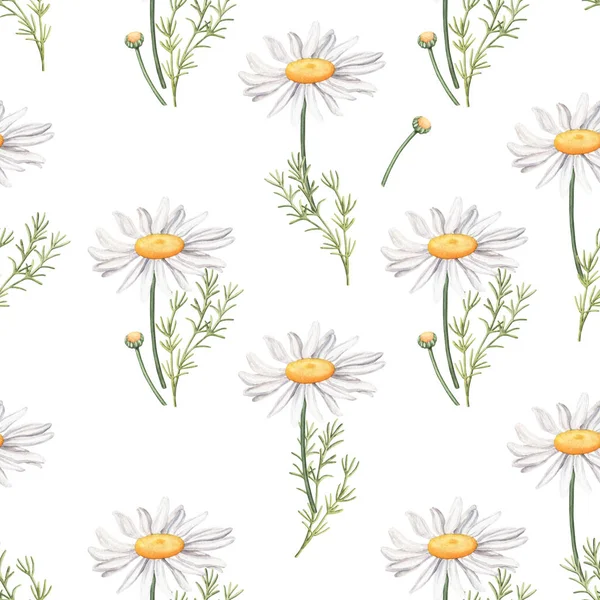 Seamless pattern with camomile flowers and leaves — Stock Photo, Image