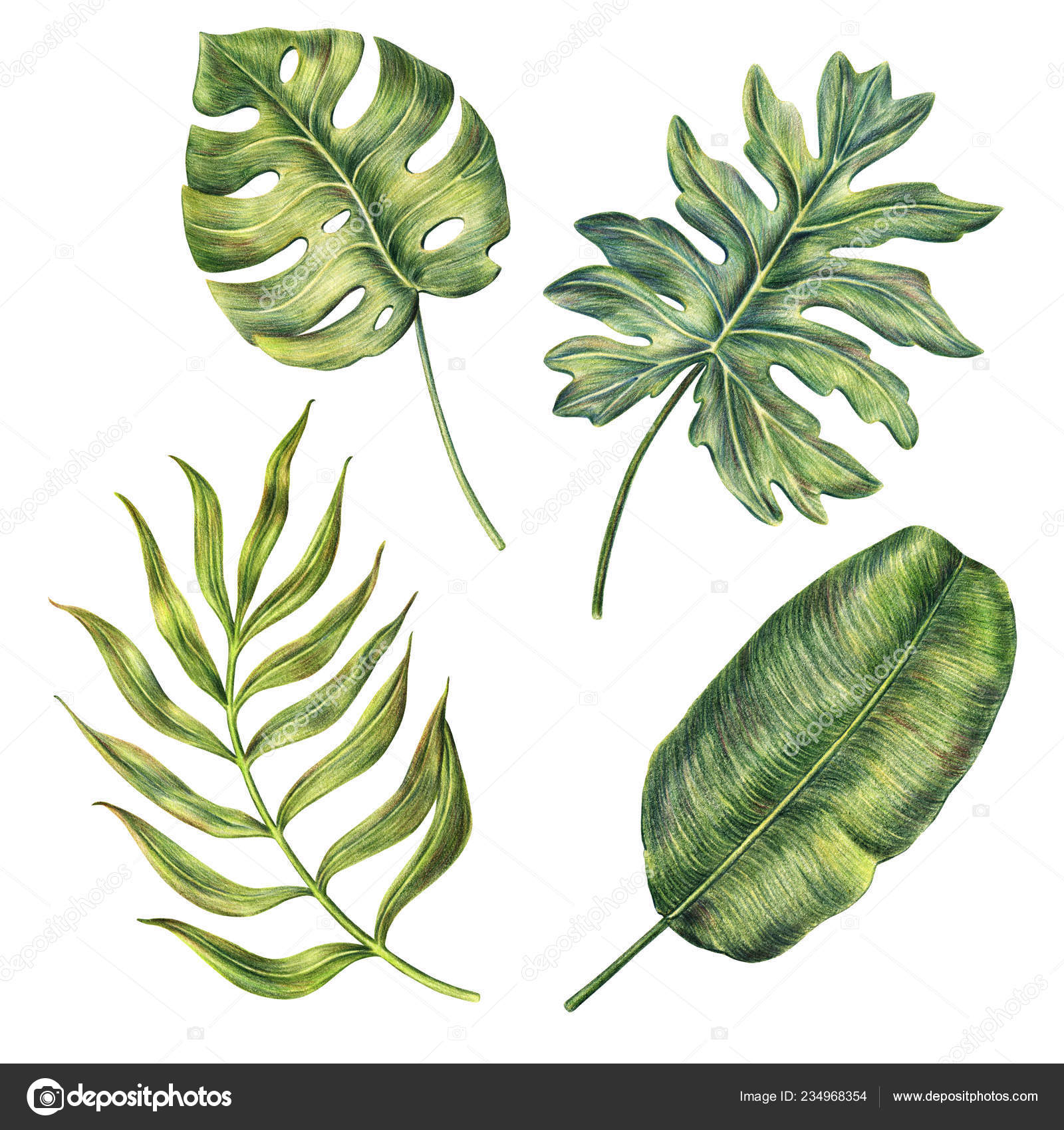 https st4 depositphotos com 6787982 23496 i 1600 depositphotos 234968354 stock photo hand drawn monstera bana feuille palmier dessin botanique dessin feuille