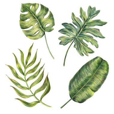 Çizilmiş monstera el, muz ve areca palmiye yaprakları