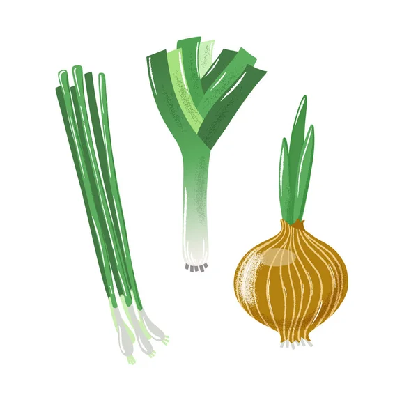Conjunto de bulbo texturizado, cebolla de primavera y puerro — Vector de stock