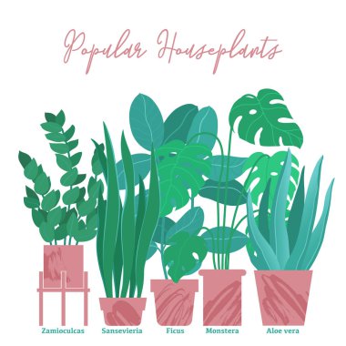 Houseplants, karanfiller - monstera, aloe, zamioculcas, sansevieria ve ficus tencere, düz stil ve doku, vektör çizim beyaz arka plan üzerinde izole gruba, yatay bileşimi