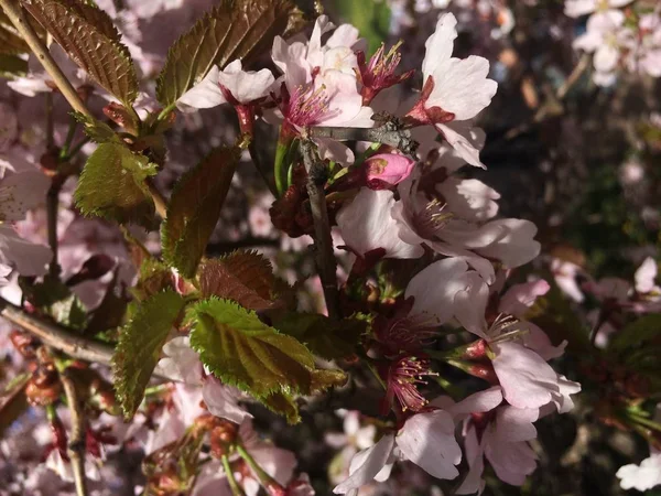 Cherry, sakura in bloom on a sunny spring day