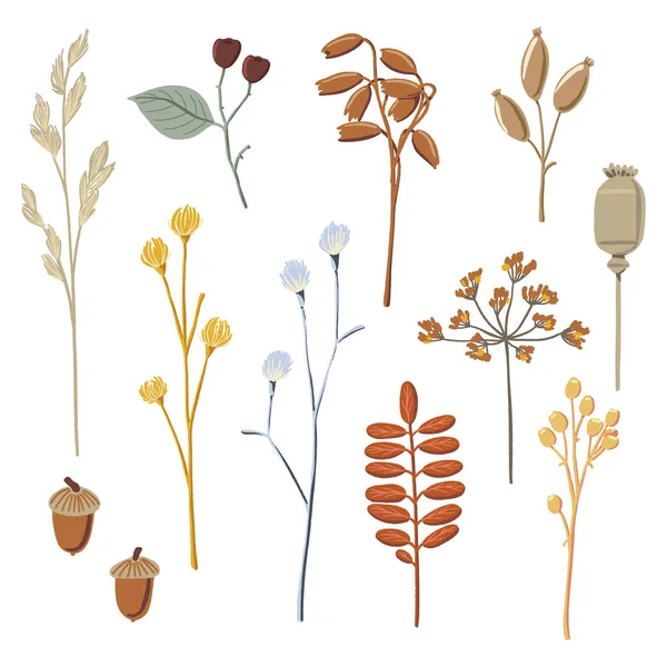 Ensemble d'éléments d'automne, brindilles sèches, branches, baies — Image vectorielle