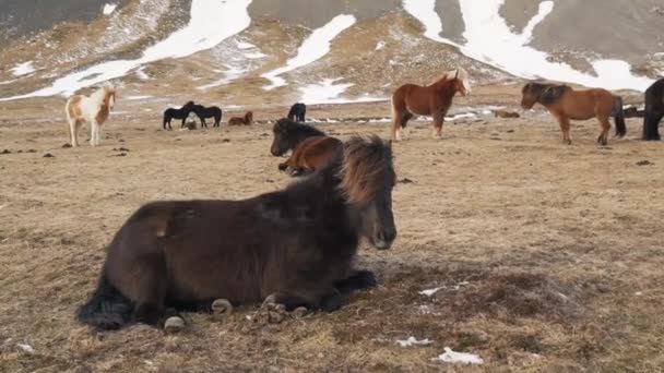 Cavalos islandeses na natureza closeup — Vídeo de Stock