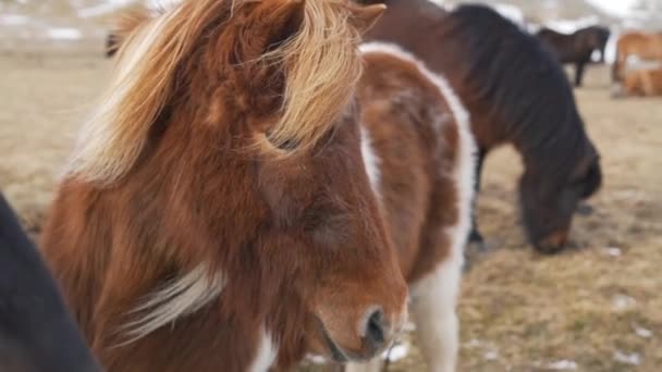 Icelandic animals in nature closeup — Stock Video