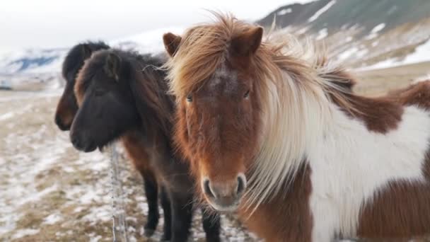 Islandshästar i vinter närbild — Stockvideo