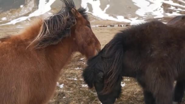 Ісландський коні в природі крупним планом — стокове відео