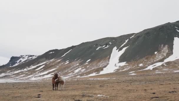 Icelandic horse in winter nature — Stock Video