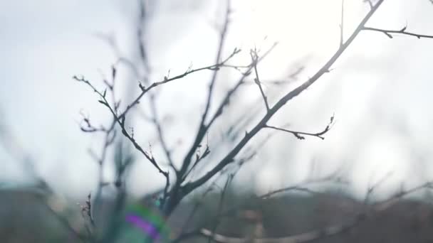 branches nues des arbres gros plan 