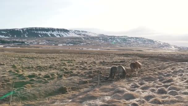 Caballos islandeses pastan en el valle — Vídeos de Stock