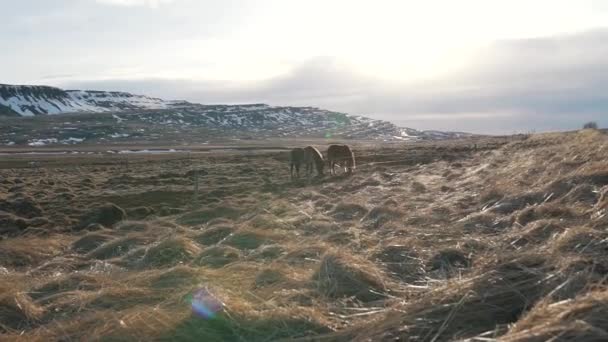 Kuce islandzkie pasą się w dolinie — Wideo stockowe