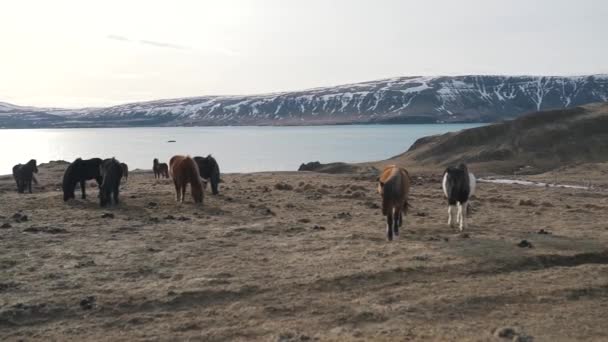 Kuce islandzkie pasą się w pobliżu jeziora — Wideo stockowe